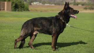 ALL ABOUT THE WORKING GERMAN SHEPHERD DOG [upl. by Sheedy]