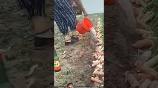 चीन वाले प्याज के खेतों में लकड़ी क्यों दबा रहे हैंonion chives agriculture farming farmer aut [upl. by Adiuqram]