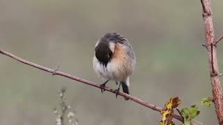 Stonechat Saxicola rubicola Saltimpalo [upl. by Ajaj]