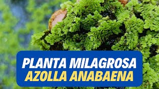 Planta Milagrosa AZOLLA ANABAENA [upl. by Oznarol191]