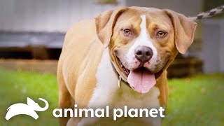 The Pit Bull that Changed a Retired Arena Football Managers Life Forever  Pit Bulls and Parolees [upl. by Alyakam]