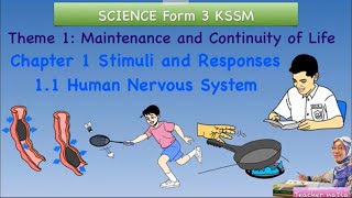 SCIENCE KSSM F3C1 11 Human Nervous System [upl. by Nnasus201]