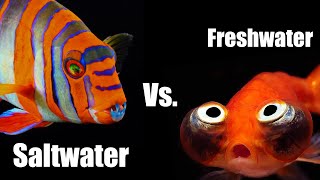 10 Reasons Why Saltwater is Better than Freshwater Aquariums [upl. by Rap]