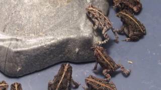 Oak toads eating 18quot crickets [upl. by Davina]