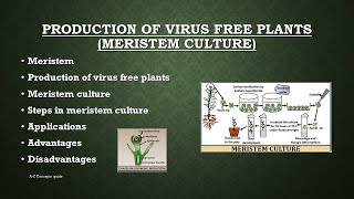 Production of virus free plants  Meristem Culture  Plant tissue culture  AZ concepts guide [upl. by Lisabeth]