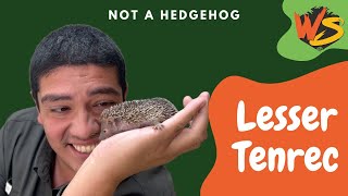 Forget Hedgehogs  Tenrecs are the Coolest Animals Youve Never Heard Of [upl. by Shirley]