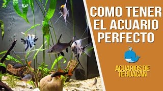 10 REGLAS PARA UN ACUARIO SANO [upl. by Boothe944]