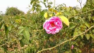 Damask rose India Rosa damascena [upl. by Mall]