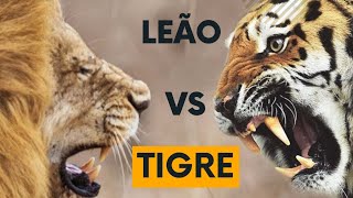 Leão vs tigre [upl. by Lledrev44]