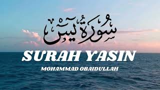 Surah Yaseen by Qari Obaidullah qurantilawathearttouchingvoice viralvideo trendingvideo [upl. by Scales]