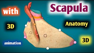 scapula bone anatomy 3d  surfaces  borders  angles  joints [upl. by Enaej]