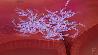 The Gut Microbiome and C difficile [upl. by Qahsi]