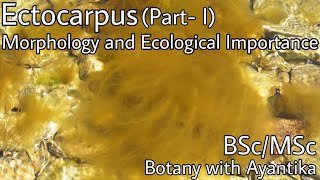 Ectocarpus Part 1 Morphology and Ecological Importance [upl. by Nnyledam612]