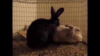 Beautiful Rabbits Mating 3 [upl. by Enos]