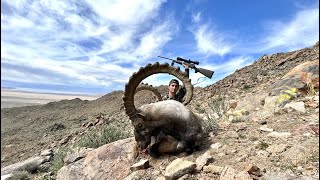 Huge IBEX Hunting Mongolia  ALTAI Ibex hunting [upl. by Born]