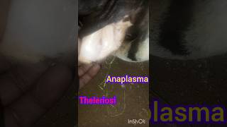 Treatment of anaplasma in cow theleriosi trypanosoma babeiosiosishortsvideoanimalsfunnyvideo [upl. by Verdha]