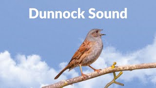 Dunnock Sound  Hedge Sparrow [upl. by Anaz]