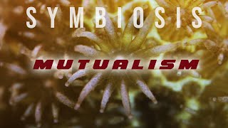 Symbiosis Mutualism [upl. by Nehepts]