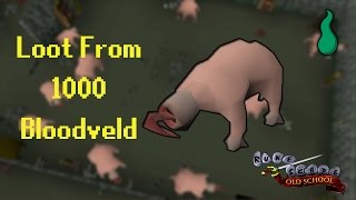 Old School RuneScape Loot From 1000 Bloodveld [upl. by Aifas913]