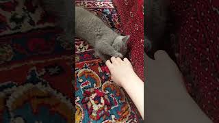 Lil kitten trippin🤣 cat catvideos catlover cute kitten cutecat [upl. by Putnem366]