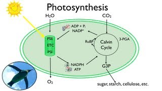 Photosynthesis Fun in the Sun [upl. by Viviene]