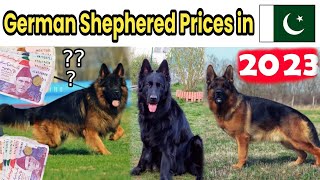 German shephered dog prices in Pakistan 2023  Dogs Prices rate in 2023 zeeshan pets lover [upl. by Ellehcir]