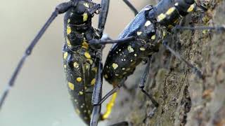 Mating Behaviour of Yellow Spotted Longhorned Beetle in Closeup [upl. by Eceinert]