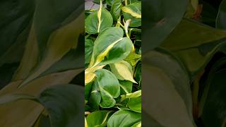 Philodendron scandens Brasil [upl. by Caria]