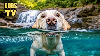 DOG TVBest Video Entertainment to Keep Your Dog Chill  Separation Anxiety Music for Dog Relaxation [upl. by Gina]