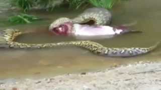 anaconda attack national geographic [upl. by Nawak]