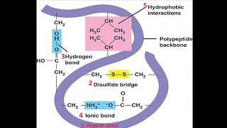 Bonds in Protein Structure  Biomolecules  Biochemistry biologyexams4u [upl. by Asabi632]