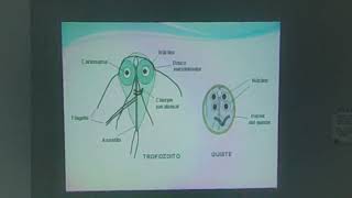 parasitología clase 2 [upl. by Baptist]