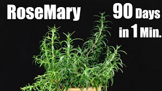 Growing Rosemary Plant from Seed 🌱 Time Lapse 90 Days [upl. by Xena885]