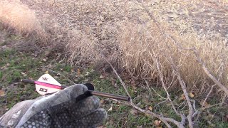 Kansas whitetail rut part 2 [upl. by Eloisa2]