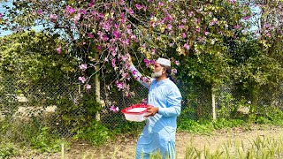 Kachnar Chicken Testy And Healthy Food  How To Make Kachnar Vegetable  Orchid Tree  Organic Food [upl. by Anwad]