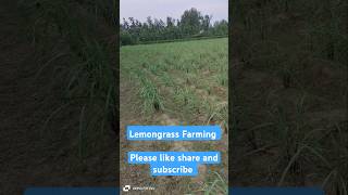 Lemongrass Farming shorts lemongrass [upl. by Alfy]