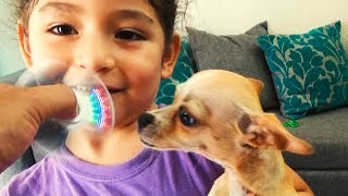 FIDGET SPINNER CON LUCES  LIGHT  MY CHIHUAHUA DOG PÍCHU [upl. by Camm]