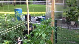 Hydroponic Peppers on a Spanish Trellis [upl. by Aihtniroc733]