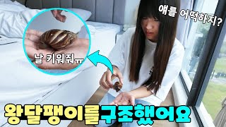 말라 죽어가던 왕 달팽이를 구조 했어요 키워야 할까요 가족 일상 브이로그 vlogㅣ토깽이네 [upl. by Irmgard822]