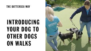 Introducing Your Dog To Other Dogs On Walks  The Battersea Way [upl. by Eigriv]