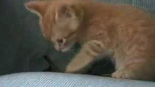 Discovery by 6weekold kitten [upl. by Annayoj63]