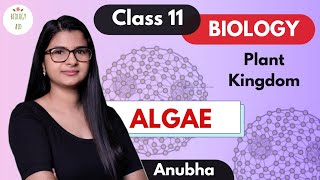 Class 11  Algae Plant Kingdom  NCERT [upl. by Attenoj496]