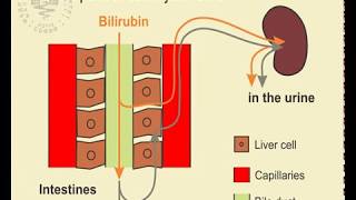 17 Detection of Urobilinogen in Urine [upl. by Rudolf]