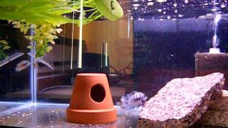 Convict Cichlid breeding behavior [upl. by Avle114]