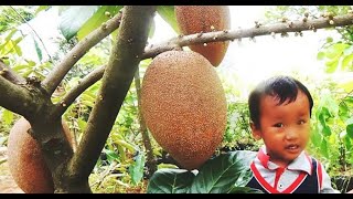 MAMEY SAPOTE MAGANA BERBUAH PENDEK  BIBIT SAWO RAKSASA [upl. by Vivl]