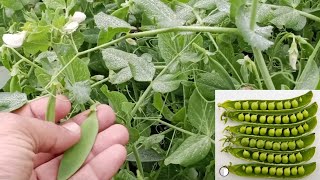 Pea Farming  Matar ki kheti  Flowering Stage of Peas  Peas ProfitAcre Mudassarhanif87 [upl. by Netsyrc]