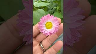 The Summer Greenhouse  A DAISY A Day  BEAUTIFUL PINK Edible DAISIES plants flower grow [upl. by Cressi]