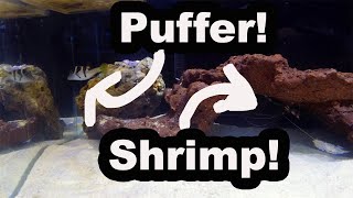 How to Keep Saltwater Predator Fish in a Reef Tank  Reef Safe Puffer [upl. by Aroel]