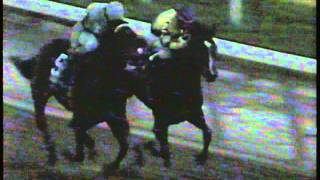 1990 Breeders Cup Distaff [upl. by Aromat]