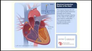 Electrical Conduction System of the Heart In relation to ECGEKGmp4 [upl. by Roseanne]